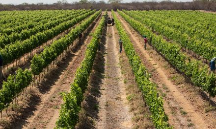 Com características únicas, o Vale do São Francisco se consolida como região estratégica na produção de espumantes