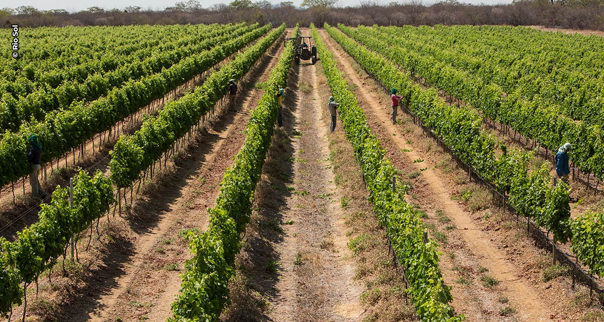 Com características únicas, o Vale do São Francisco se consolida como região estratégica na produção de espumantes