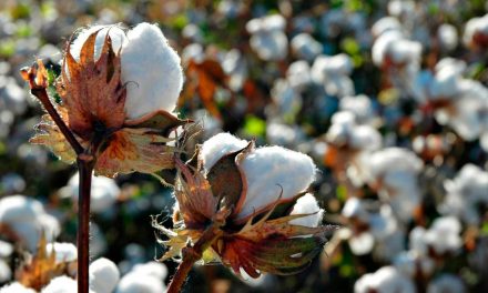 Instabilidade climática impacta plantio do algodão, mas estimativa é de boa produção