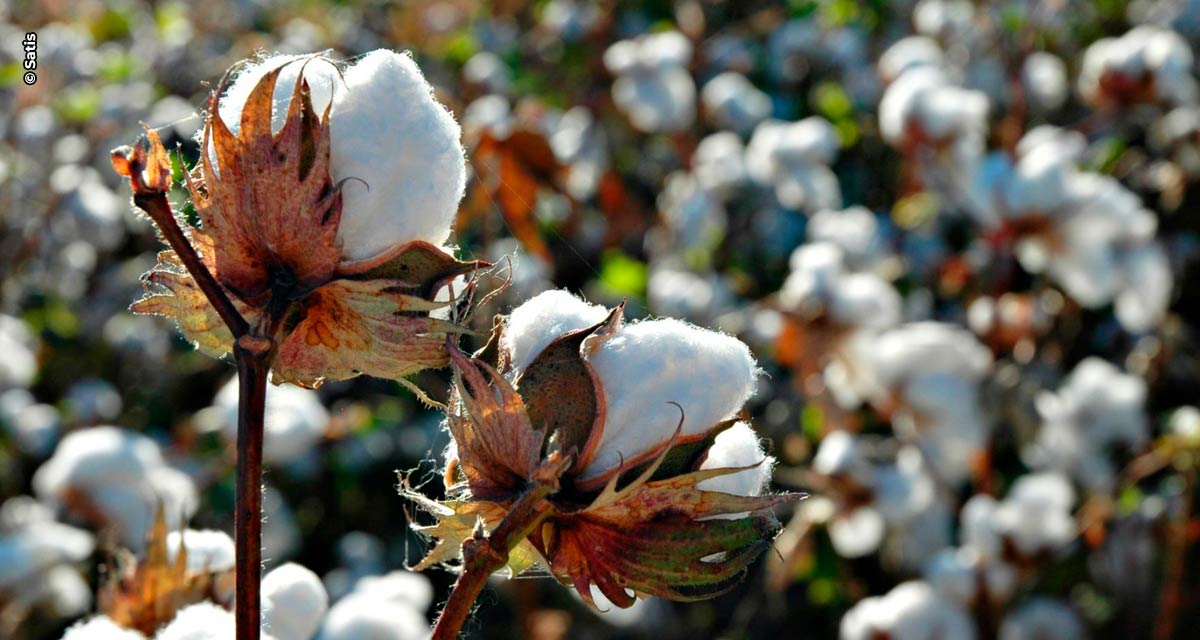 Instabilidade climática impacta plantio do algodão, mas estimativa é de boa produção