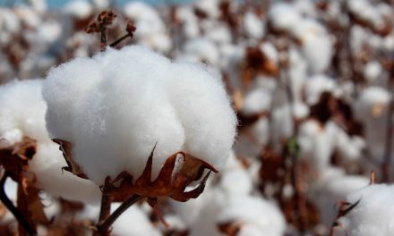 Sumitomo Chemical celebra extensão de uso do herbicida Resource® para manejo da soqueira do algodão