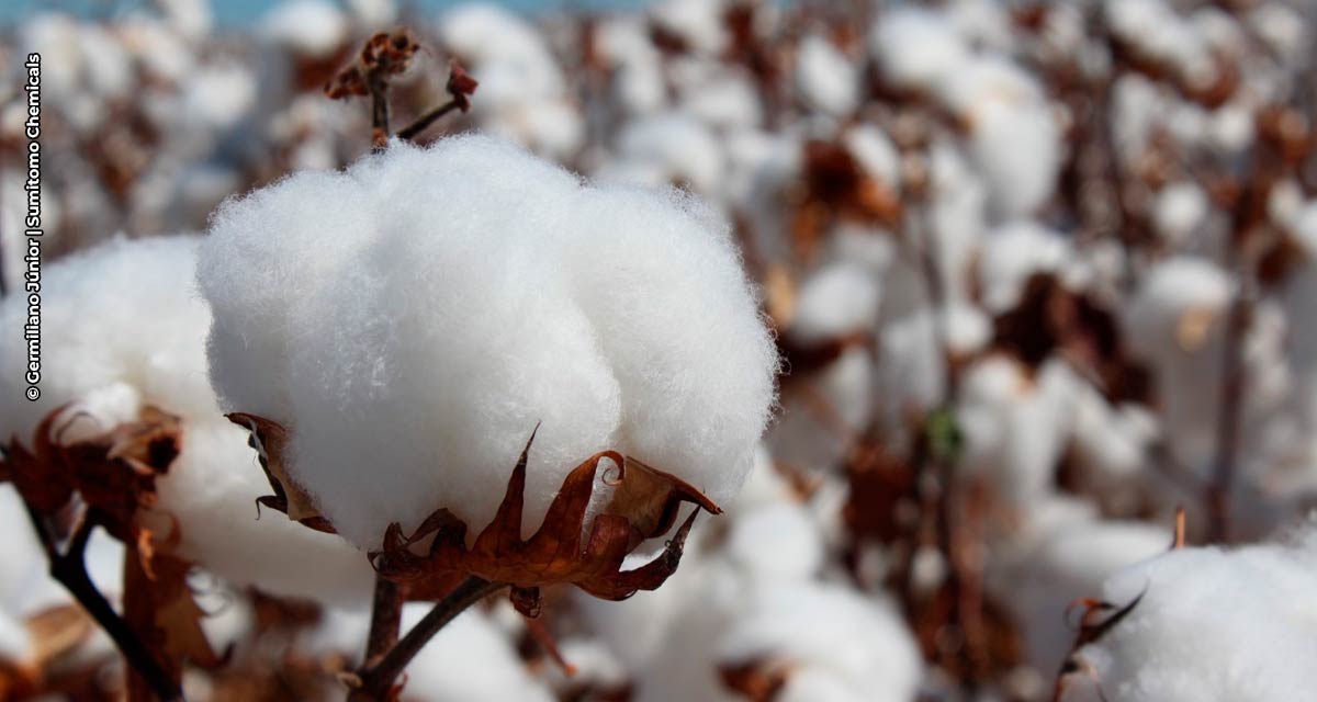 Sumitomo Chemical celebra extensão de uso do herbicida Resource® para manejo da soqueira do algodão