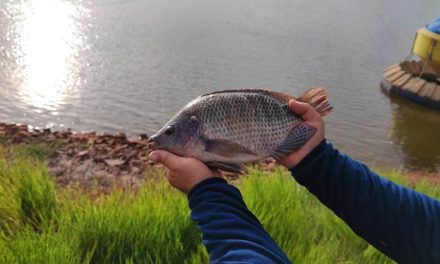 Chegada de pescados importados ameaçam a tilapicultura brasileira