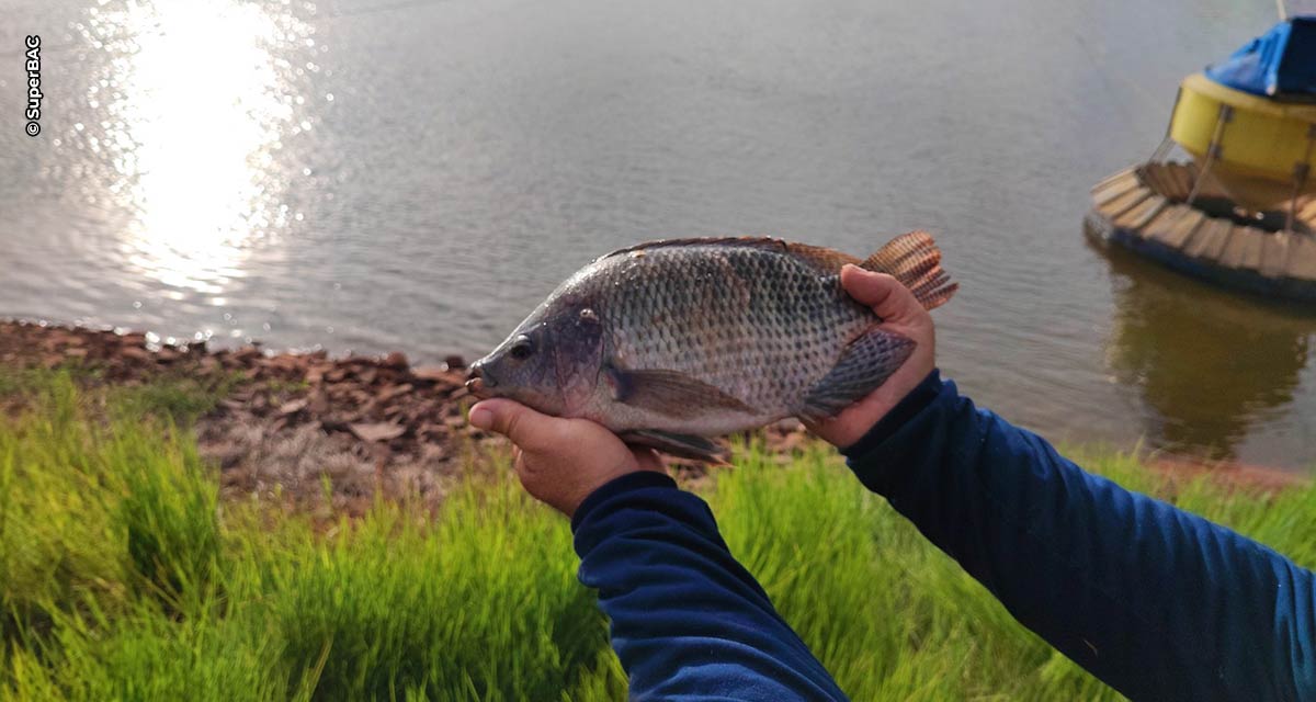 Chegada de pescados importados ameaçam a tilapicultura brasileira