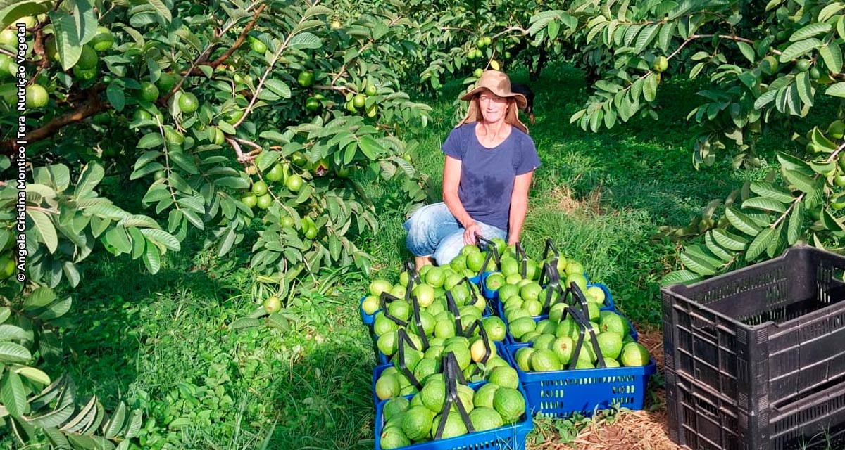 Produtores de horticultura e frutíferas foram os que  mais utilizaram adubo orgânico em 2023