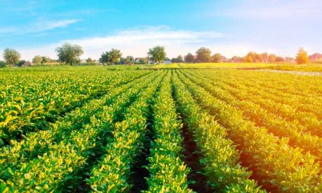 Propriedades agrícolas poderão gerar créditos de carbono a partir dos próprios cultivos