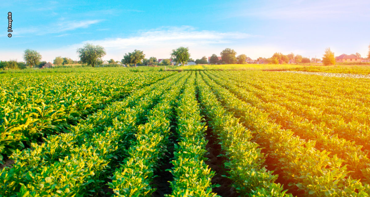 Propriedades agrícolas poderão gerar créditos de carbono a partir dos próprios cultivos