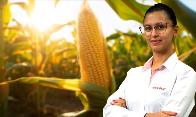 Estiagem e calor extremo exigem planejamento com soluções nutricionais para garantir produtividade no milho safrinha