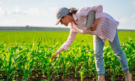 Sistema Nacional de Fomento amplia crédito agropecuário para as mulheres; valor chega a quase R$ 50 bilhões