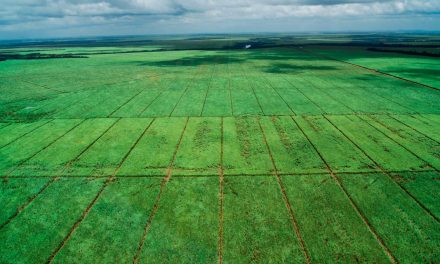 Biossoluções: a chave para o aumento de vigor e produtividade  na cultura da cana-de-açúcar