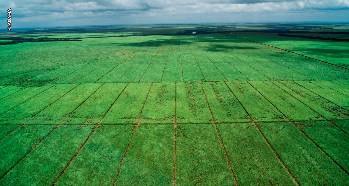 Biossoluções: a chave para o aumento de vigor e produtividade  na cultura da cana-de-açúcar