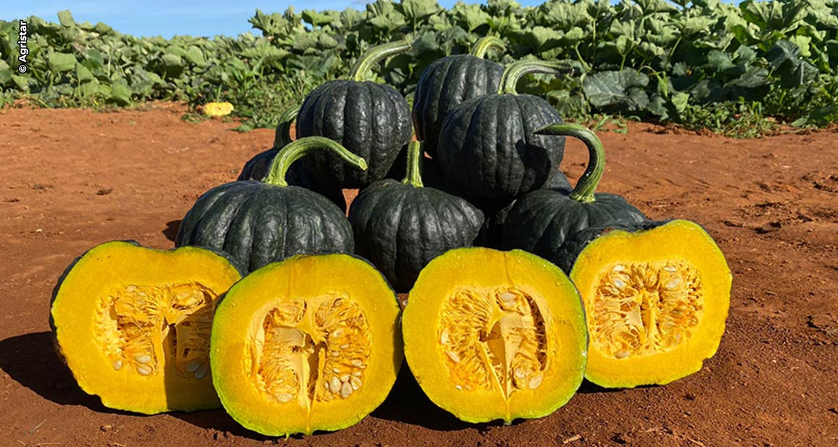 Planejamento no cultivo de abóbora cabotiá impulsiona negócios de agricultores familiares