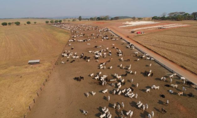 Alta produção de carne exige que confinadores adotem estratégias eficazes de proteção para evitar prejuízos