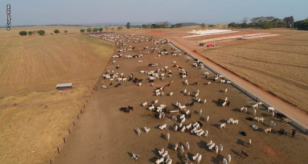 Alta produção de carne exige que confinadores adotem estratégias eficazes de proteção para evitar prejuízos