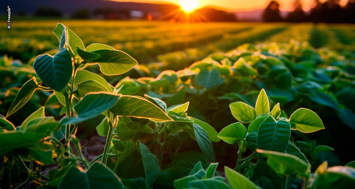 Bayer leva variedades de soja e soluções integradas para a produção sustentável do algodão à AgroRosário