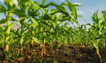 Safrinha de milho: especialista da Cibra explica como elevar o rendimento da lavoura