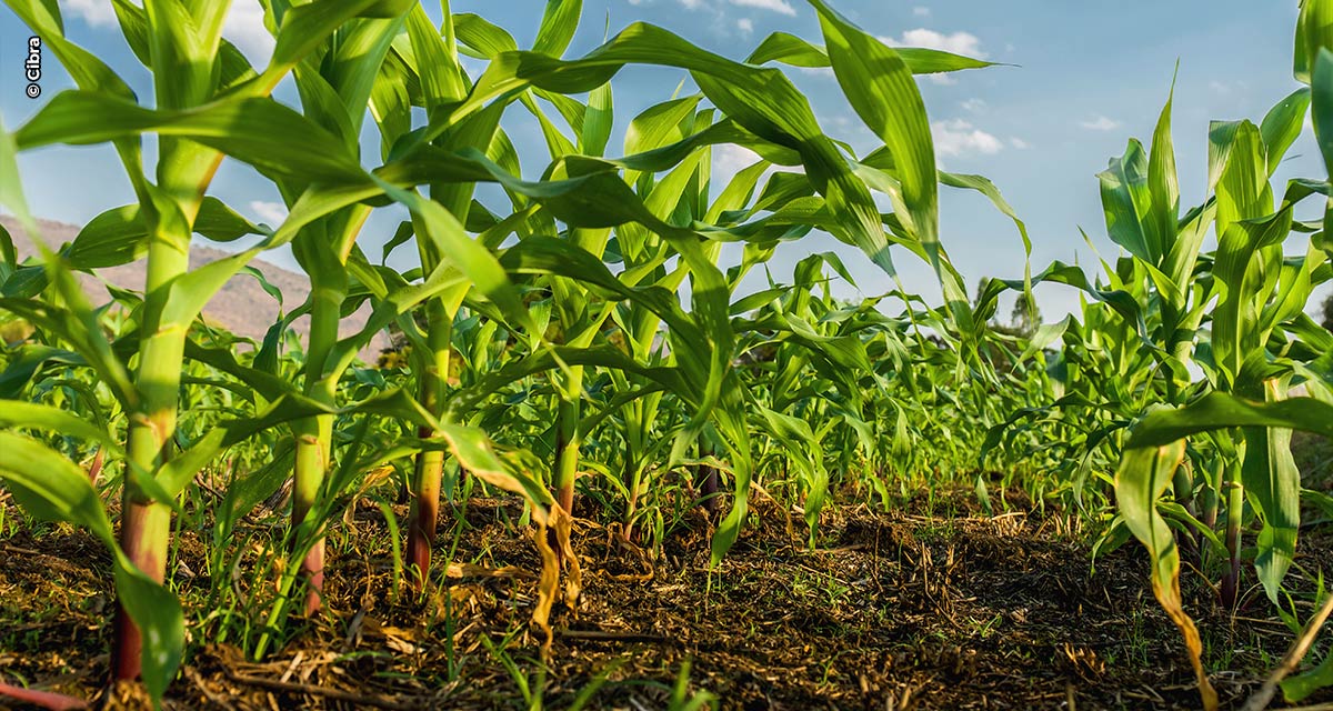 Safrinha de milho: especialista da Cibra explica como elevar o rendimento da lavoura