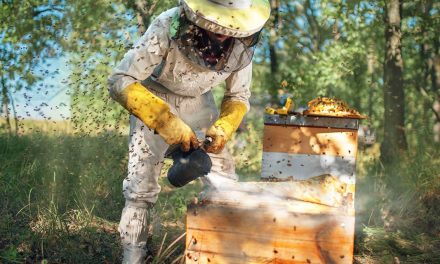 Projeto de polinização alia biodiversidade a agricultura sustentável