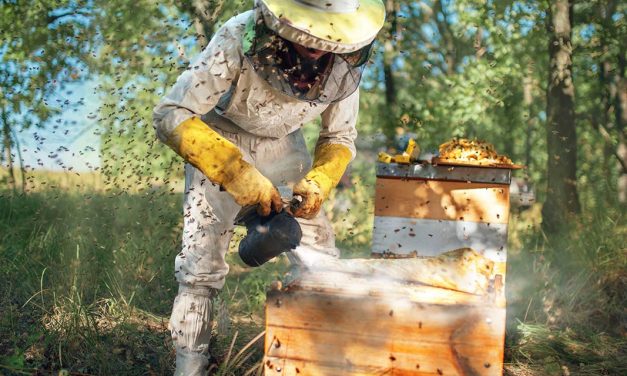 Projeto de polinização alia biodiversidade a agricultura sustentável