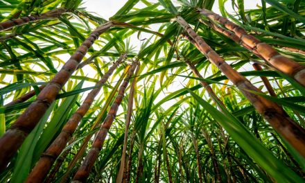 Biopotencializadores incrementam a produção de cana-de-açúcar