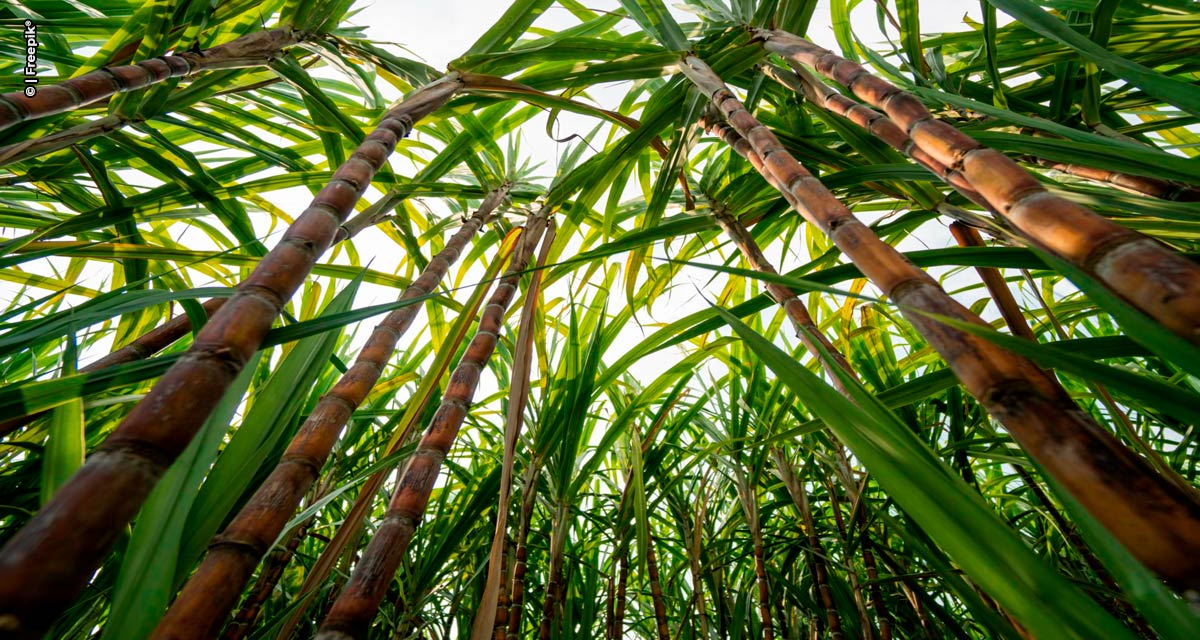 Biopotencializadores incrementam a produção de cana-de-açúcar