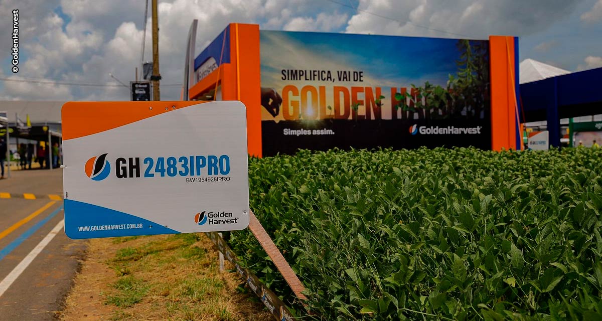 Cultivar da Golden Harvest é campeã do ensaio de primeira época  da Fundação Rio Verde