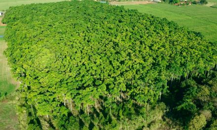 Floresta com Propósito: Instituto propõe investimento sustentável para transformar o futuro