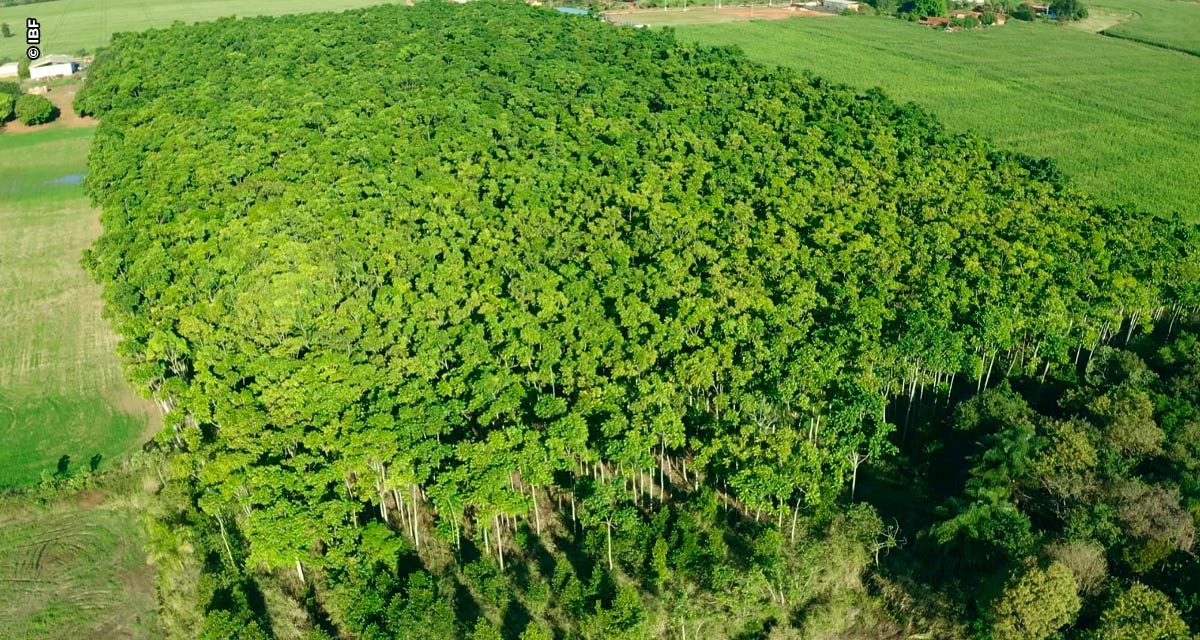 Floresta com Propósito: Instituto propõe investimento sustentável para transformar o futuro