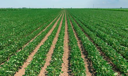 Manejo integrado pode minimizar impactos negativos na produtividade da soja na próxima safra