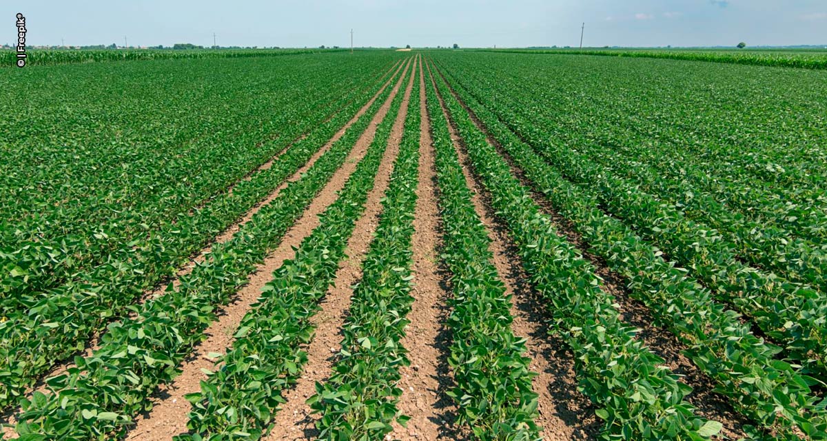 Manejo integrado pode minimizar impactos negativos na produtividade da soja na próxima safra