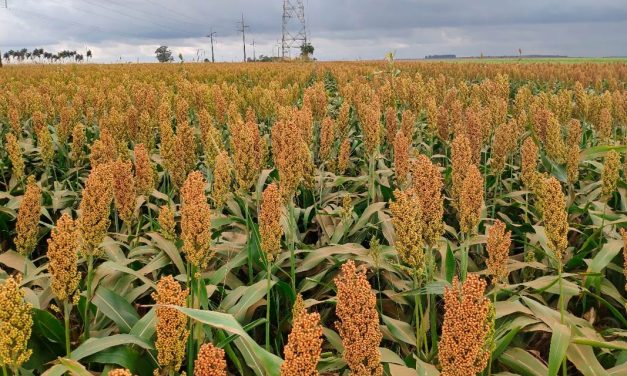 Sorgo se destaca como alternativa viável na produção de etanol