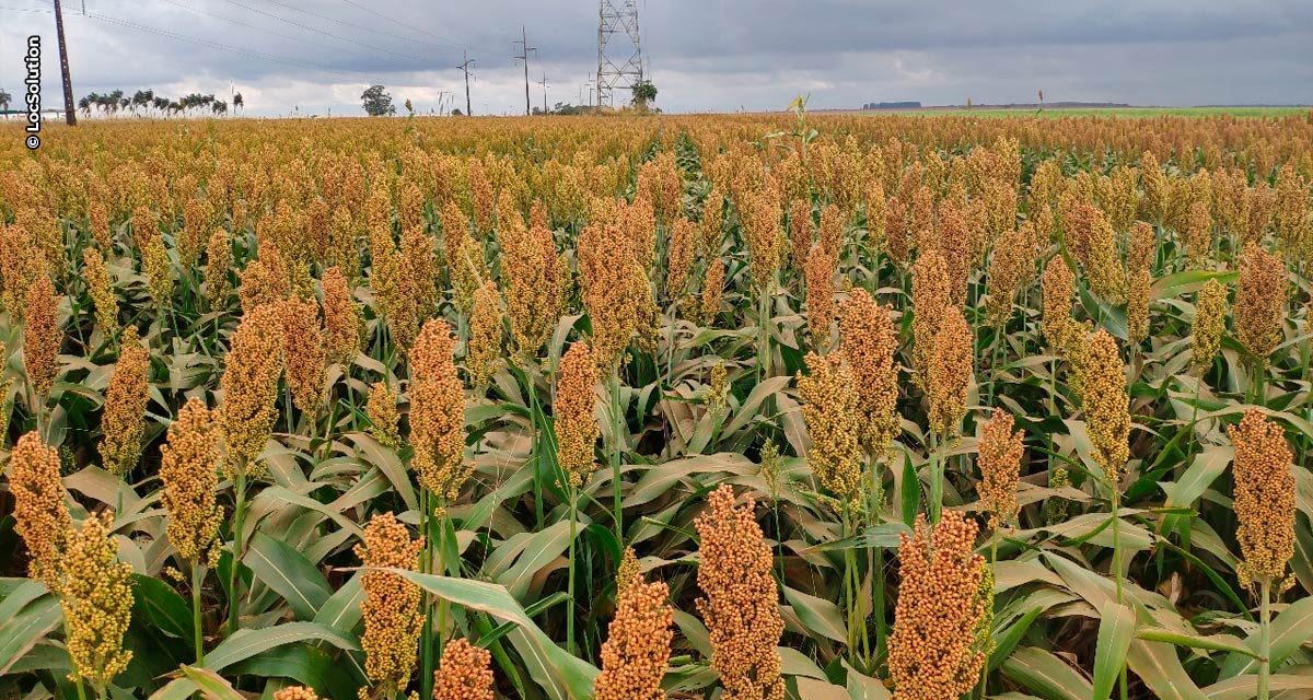 Sorgo se destaca como alternativa viável na produção de etanol