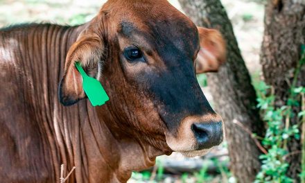 Bem-estar animal: SP cria plano que propõe alternativa em vez de marcação de bovinos a fogo