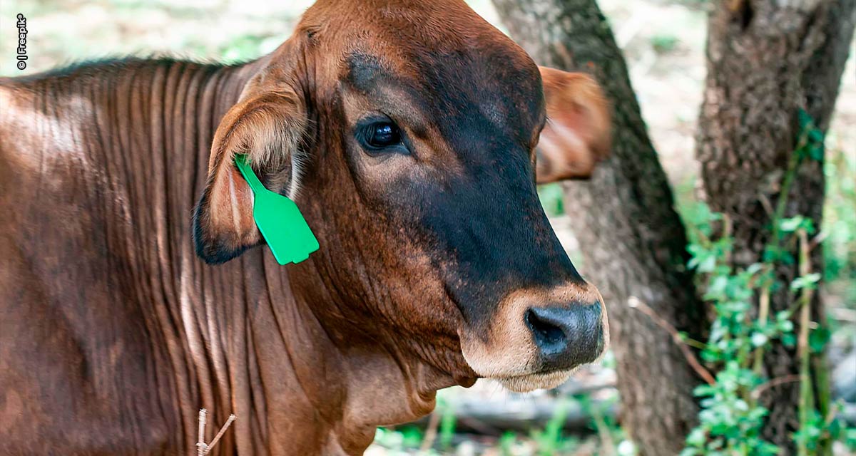 Bem-estar animal: SP cria plano que propõe alternativa em vez de marcação de bovinos a fogo