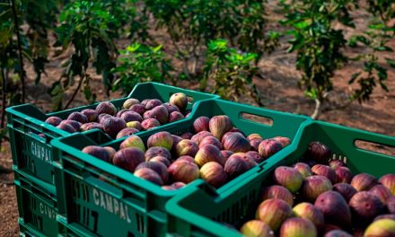 Fruit Attraction São Paulo: Feira gera oportunidade para fruticultura paulista ganhar visibilidade mundial