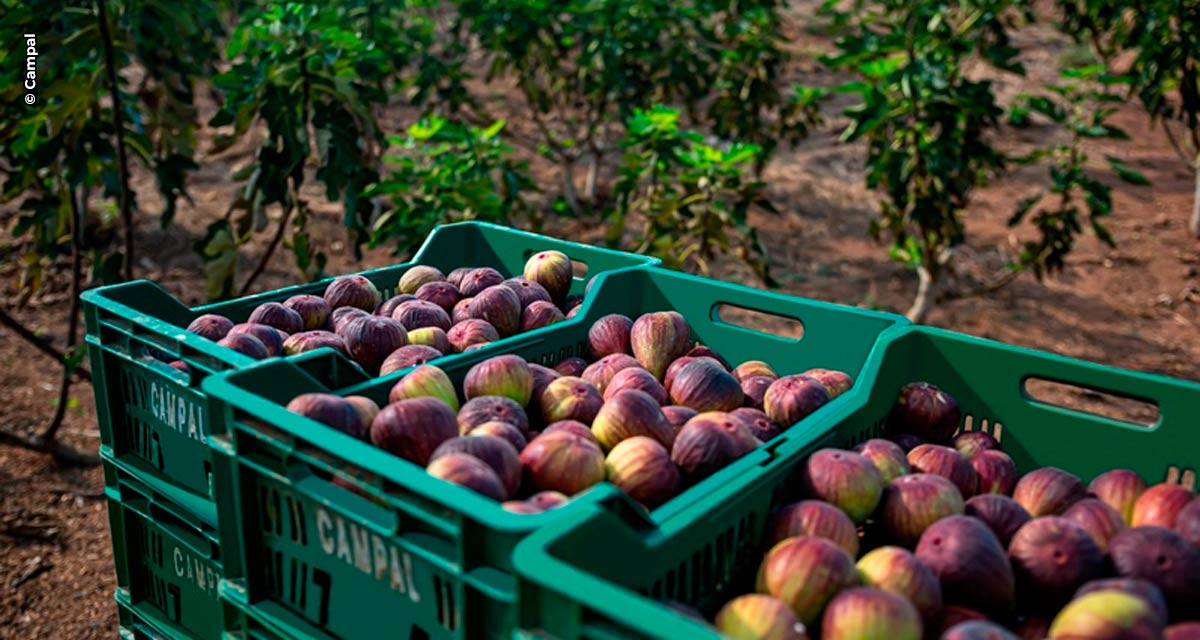 Fruit Attraction São Paulo: Feira gera oportunidade para fruticultura paulista ganhar visibilidade mundial