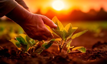 Dia da Agricultura: cientistas de SP preparam o campo para mudanças climáticas