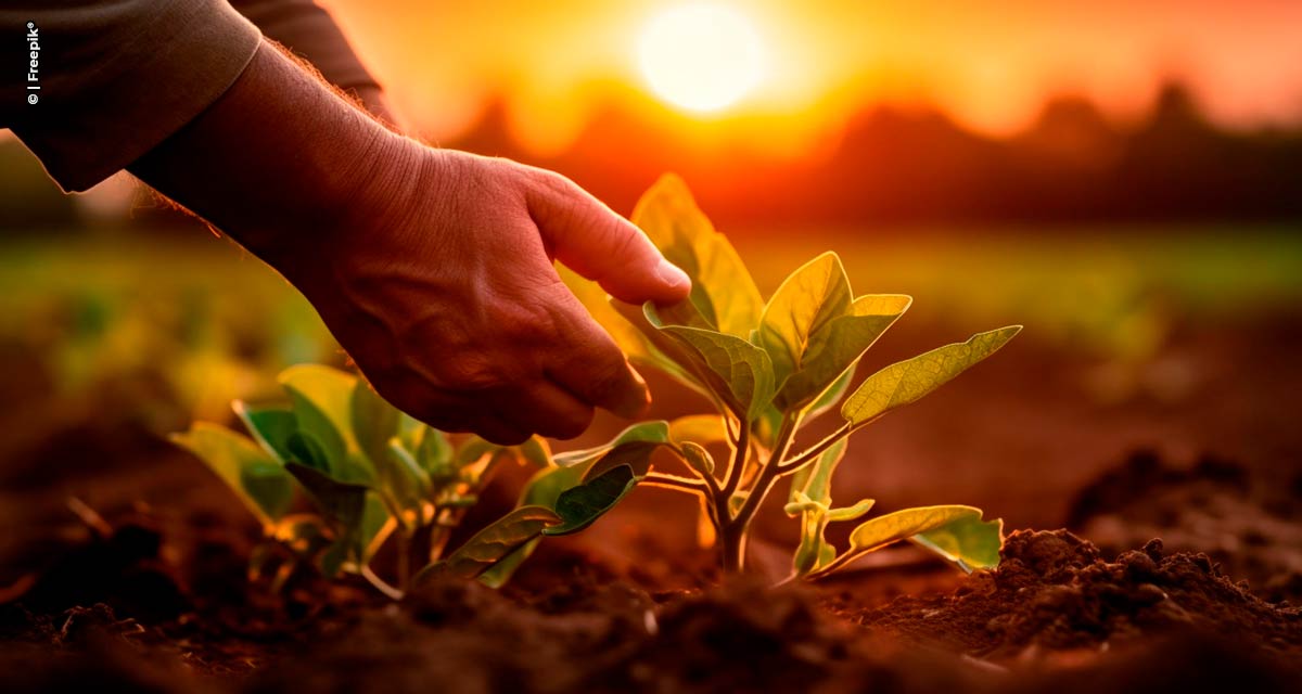 Dia da Agricultura: cientistas de SP preparam o campo para mudanças climáticas