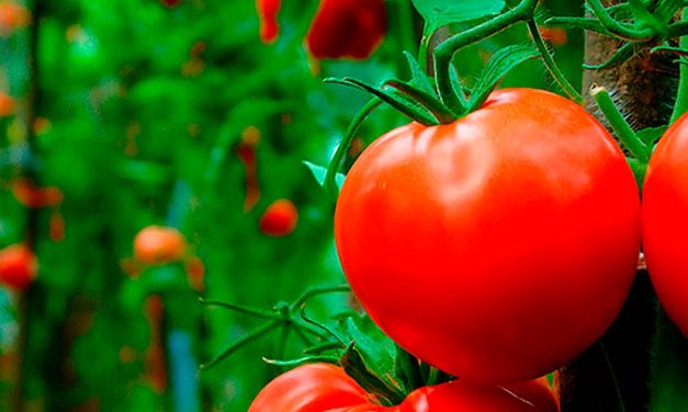 Proliferação da requeima se acentua no outono e demanda uso de fungicidas na cultura do tomate