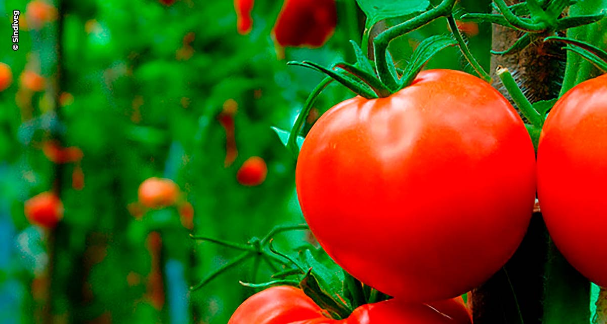 Proliferação da requeima se acentua no outono e demanda uso de fungicidas na cultura do tomate
