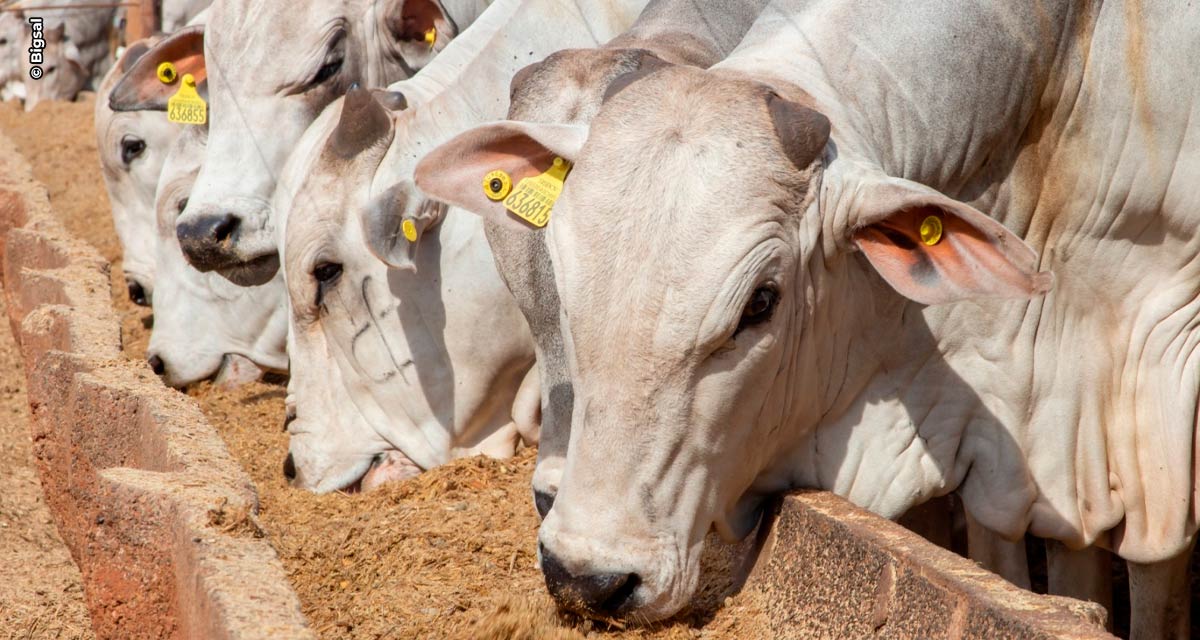 Pecuária intensiva aumenta produtividade e rentabilidade nas fazendas da região Norte