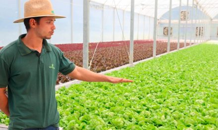 Verdureira aposta em tecnologia para reduzir desperdício de alimentos