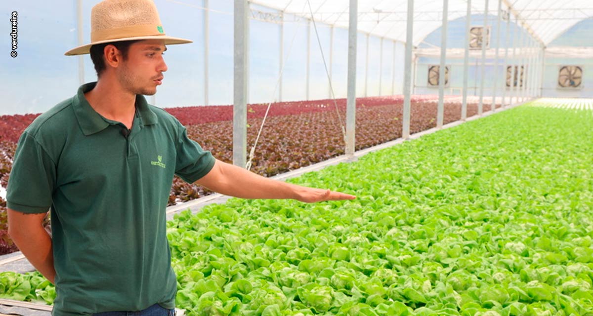 Verdureira aposta em tecnologia para reduzir desperdício de alimentos