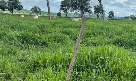 Pasto com genética superior gera ganho de peso 25% acima da média em rebanho nelore