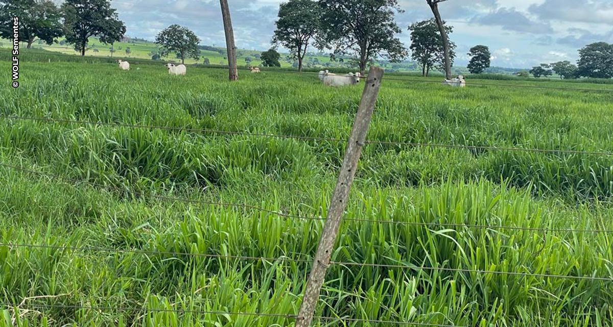 Pasto com genética superior gera ganho de peso 25% acima da média em rebanho nelore