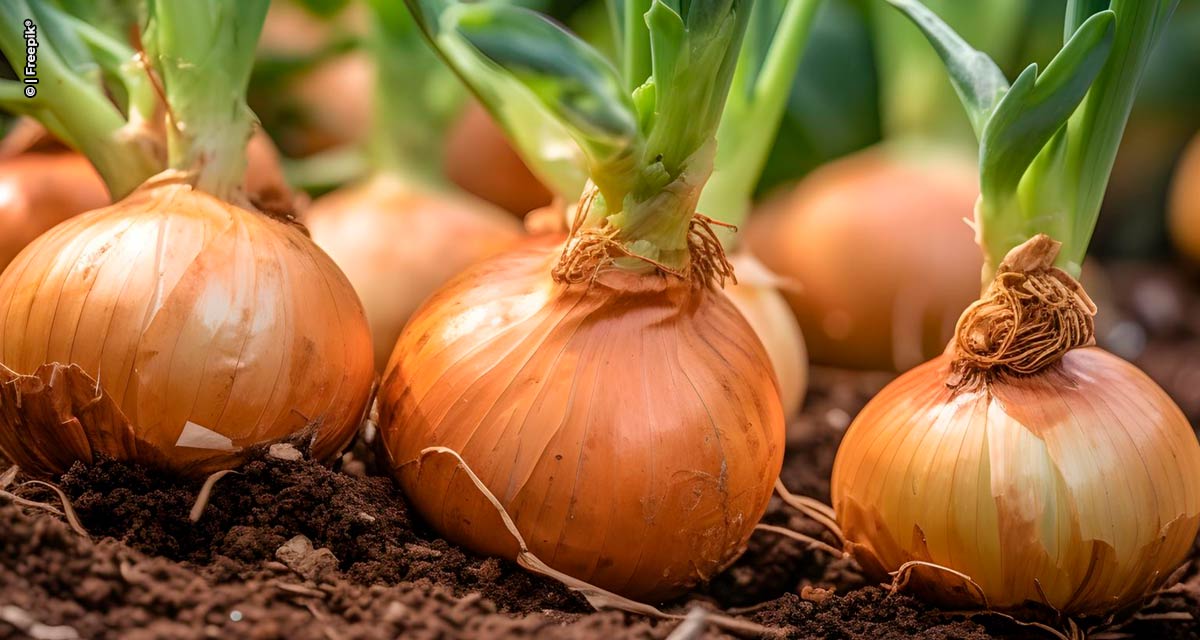 Abril: ainda dá tempo de preparar o solo para o plantio da cebola