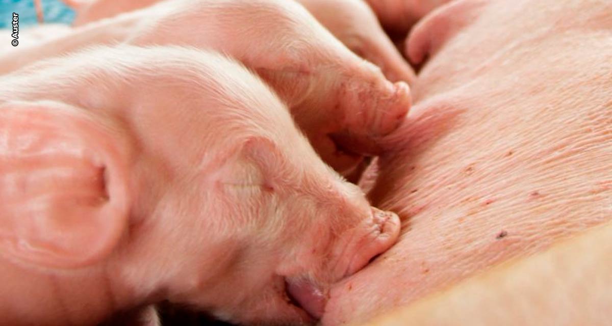 Síndrome do Segundo Parto em fêmeas suínas e seu impacto na suinocultura