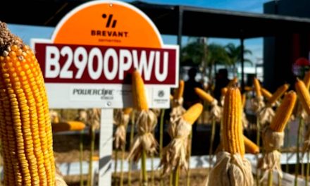 Produtores de milho do Centro-Oeste têm nova ferramenta para maximizar a produtividade da cultura que está sendo impactada pela seca