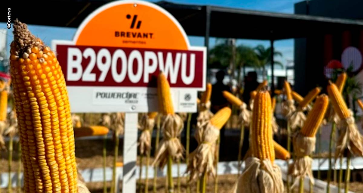 Produtores de milho do Centro-Oeste têm nova ferramenta para maximizar a produtividade da cultura que está sendo impactada pela seca