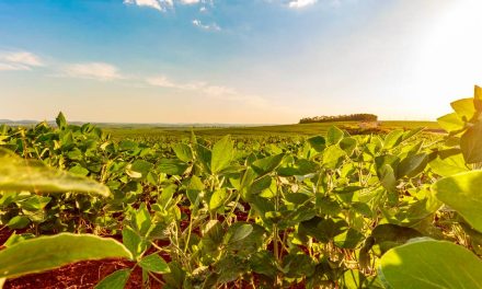 Rede Soja Sustentável nasce para aproximar o Rural e o Urbano do Brasil